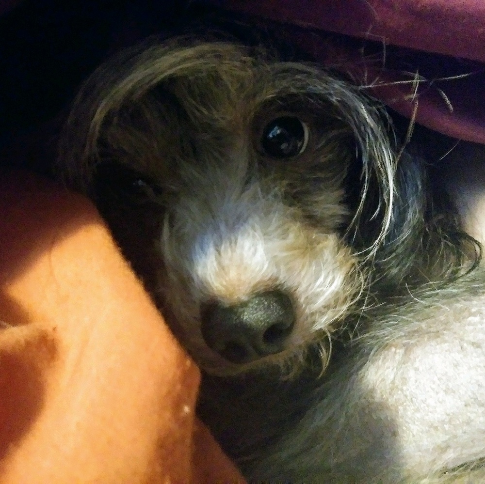 Meet your Posher, Ilonca